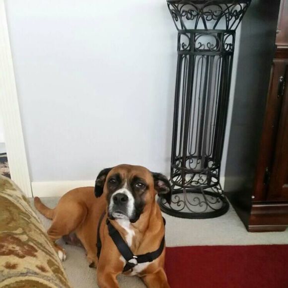 Meet your Posher, Beverly - Picture 1 of 1